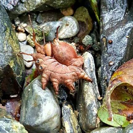 Stauropus fagi